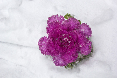 粉红淡紫色的花椰菜在雪中观赏，俯视图