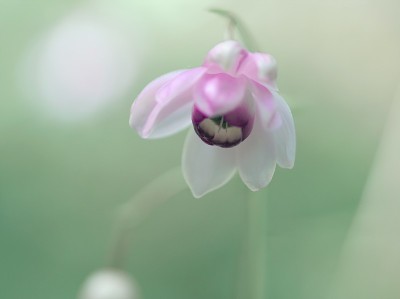微笑在平成莫里