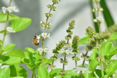 罗勒花上的蜜蜂