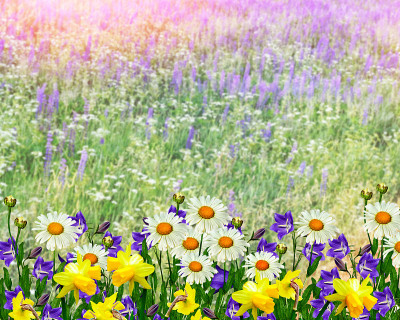 束鲜花
