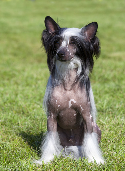 纯种中国冠毛犬的肖像