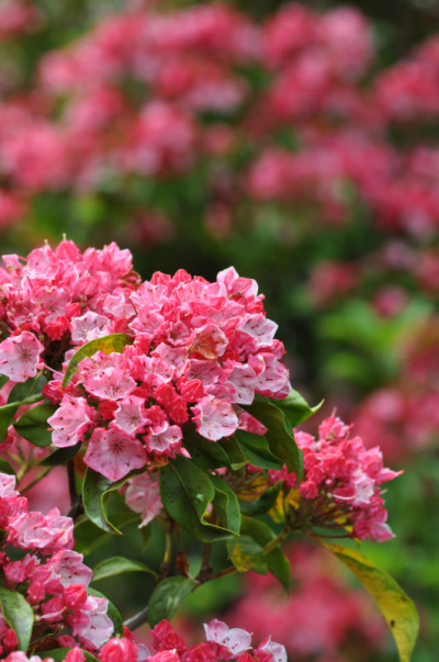 Kalmia latifolia