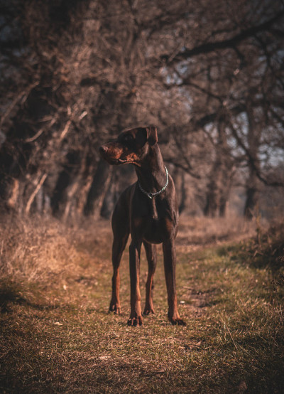 杜宾犬