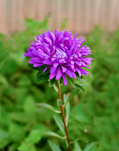 花园aster花