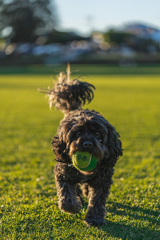 Cavoodle幼犬