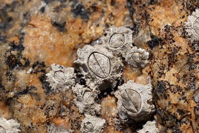 波利星状藤壶壳，星状Chthamalus stellatus，在潮间带的岩石基底上