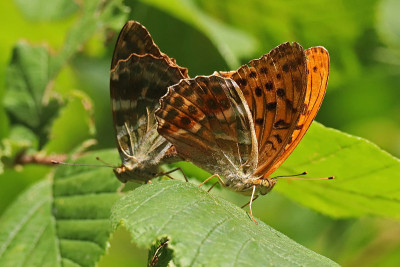 Spanish tobacco (Argynnis paphia).