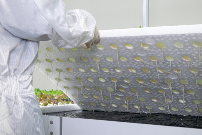 穿着干净衣服的科学家正在检查绿芽橡树生菜水培
