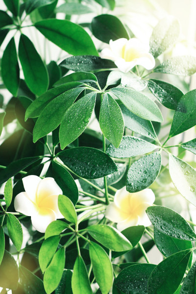 深绿色的热带灌木谢弗莱属植物的茂盛叶片