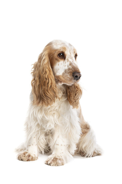 橙色的英国可卡犬