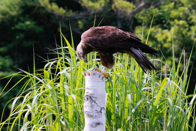Series of photos showing a golden eagle taking off