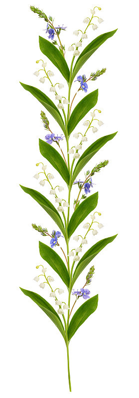 铃兰和野蓝花排成一行