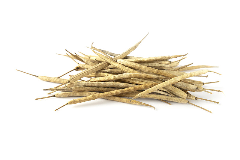 特写油菜收获豆荚在白色的表面