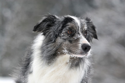 Bluemerle边境牧羊犬
