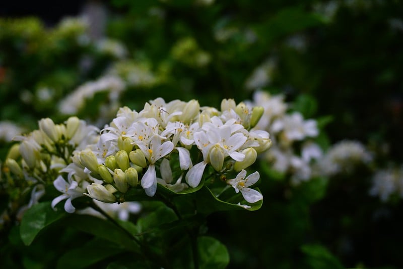 橙色茉莉花在花园里