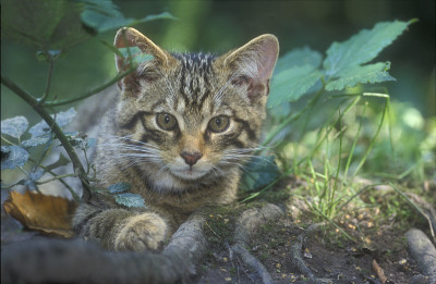 苏格兰野猫，野猫