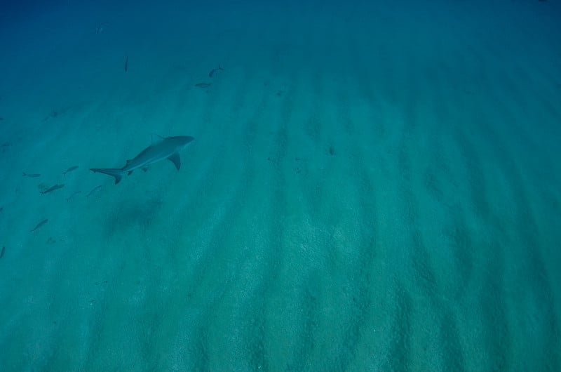 牛鲨(Carcharhinus leucas)科尔特斯海的珊瑚礁