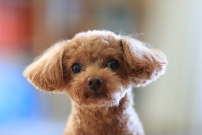 玩具贵宾犬