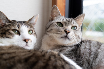 两只猫