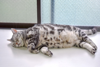 猫在打盹