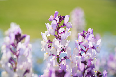 春天公园里五颜六色的麝香花