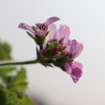 粉红色和绿色美丽的花