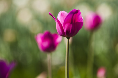 粉色郁金香花