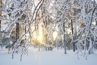 夕阳下的白雪皑皑的景色，冬天里在芬兰拉普兰的萨利色尔卡冰冻的树木