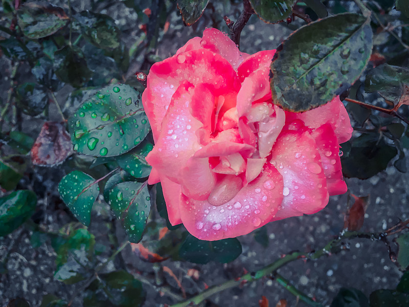 玫瑰，树叶雨点和水滴。