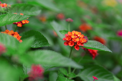 莲花