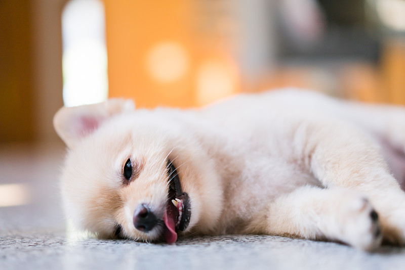 疲惫困倦的博美犬，周一工作的概念