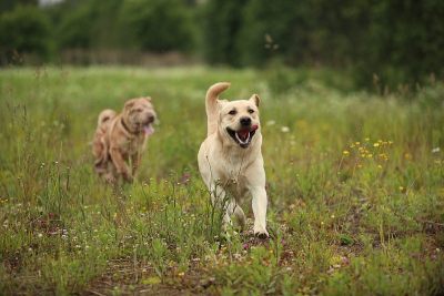 绿色草地上的两只奔跑的狗，金色的拉布拉多和沙皮犬