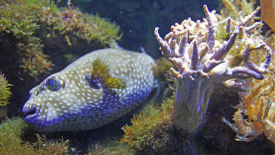 aqualife