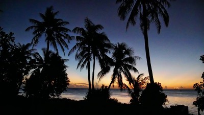 日落时海边椰子树的剪影