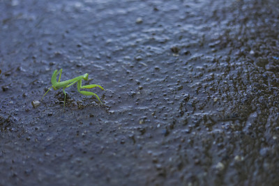 绿色蚱蜢/蝗虫走在路边