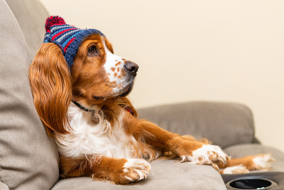 可爱的可卡犬戴着一顶小帽子