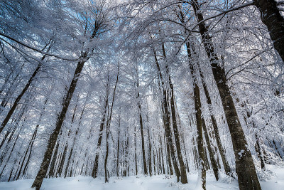 冬天。美妙的冬天的风景。树被雪覆盖着。到处都是白色的。寒冷的天气。乌鲁达格，布尔萨，土耳其伊斯坦布尔