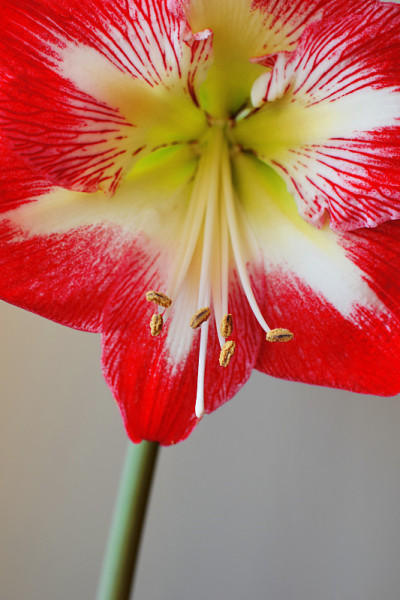 孤挺花花