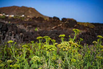 Crithmum maritimum被称为海茴香或海茴香