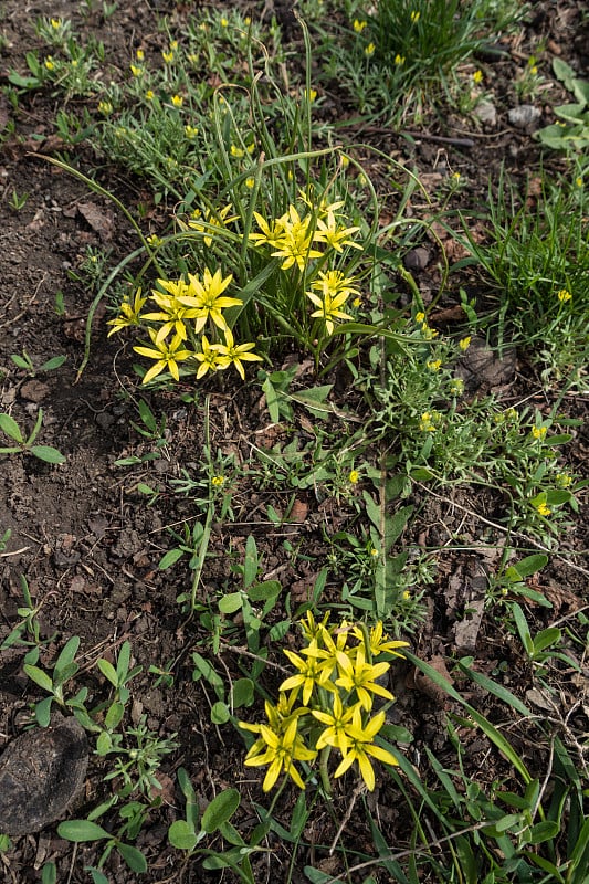 春季开花的小花和睾丸角头蕨