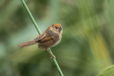 Vinous-throated Parrotbill
