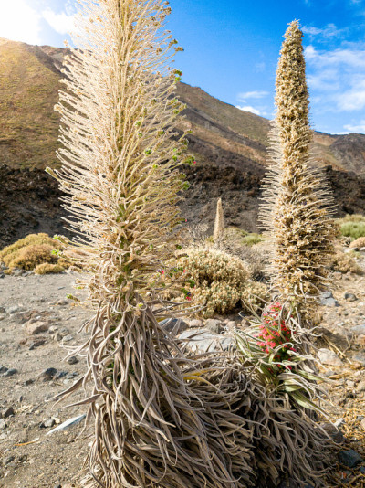 这是罕见的tajinaste花生长在火山沙漠的特写照片