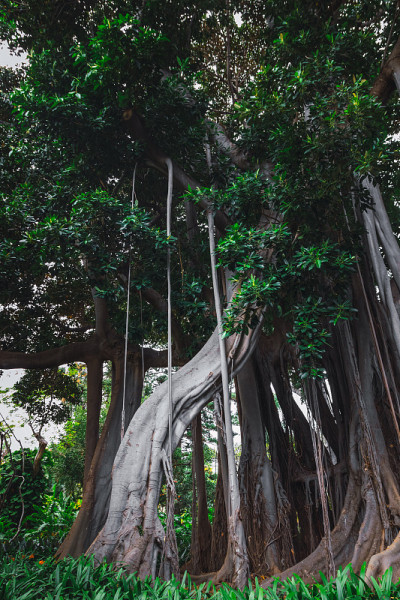 大叶榕(Ficus macrophylla f. columnaris)，生长在热带公园的巨型树种