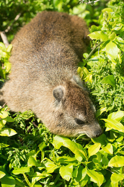 裙子dassie