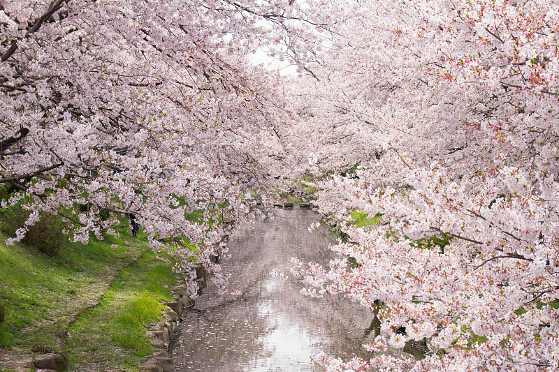 満開の元荒川の桜