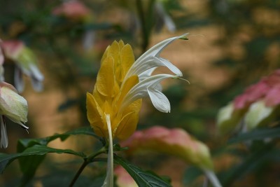 黄体肥厚(棒棒糖花)。