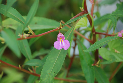Lonavla的紫色花朵