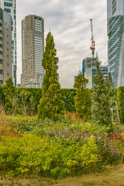 日本东京涩谷区，绿树成荫的城市景观
