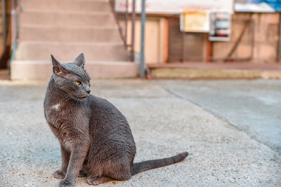 院子里有只灰色的俄罗斯蓝猫