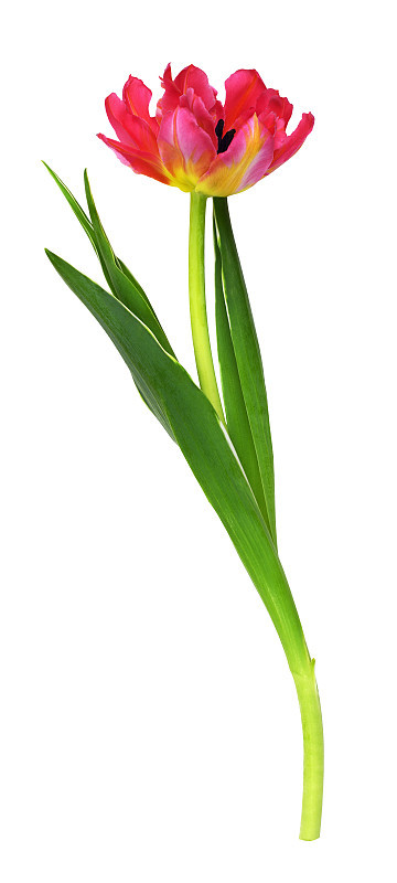 珊瑚和黄色的郁金香花